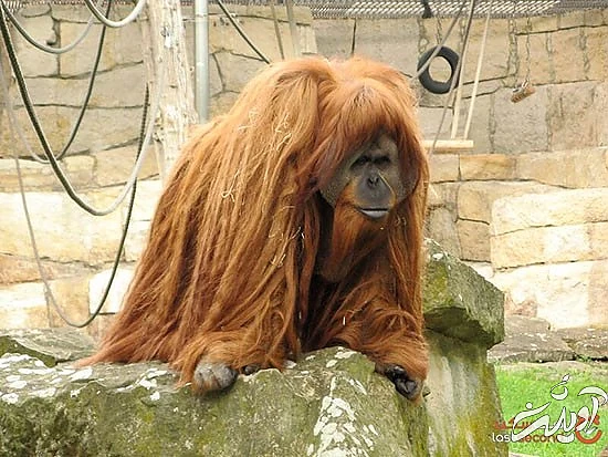 معروفترین و بزرگترین باغ وحش‌های جهان